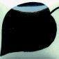 EZ012 Cobalt Jet Black