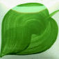 EZ033 Ivy Green