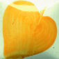EZ034 Orange