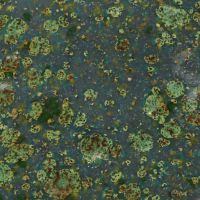 CG991 Mountain Moss