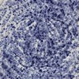Mayco SW152 Blue Splatterware Stoneware