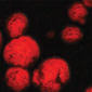 CG779 Black Opal
