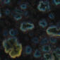 CG786 Obsidian