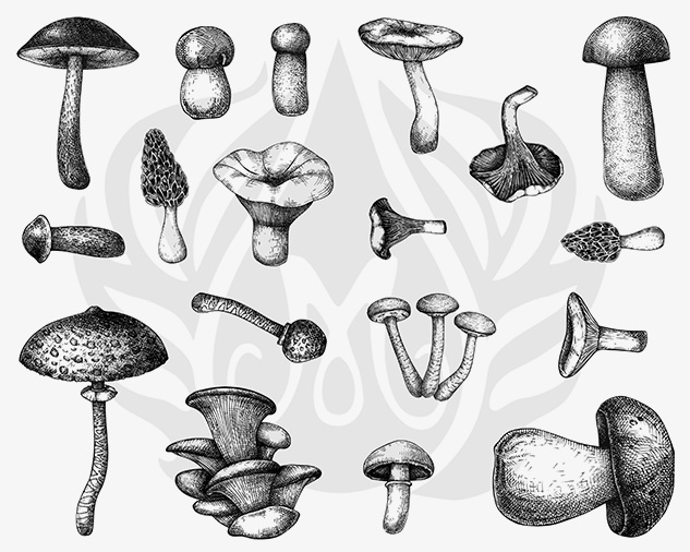 Mushrooms Designs