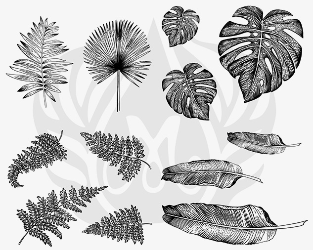 Tropical Leaves Designs